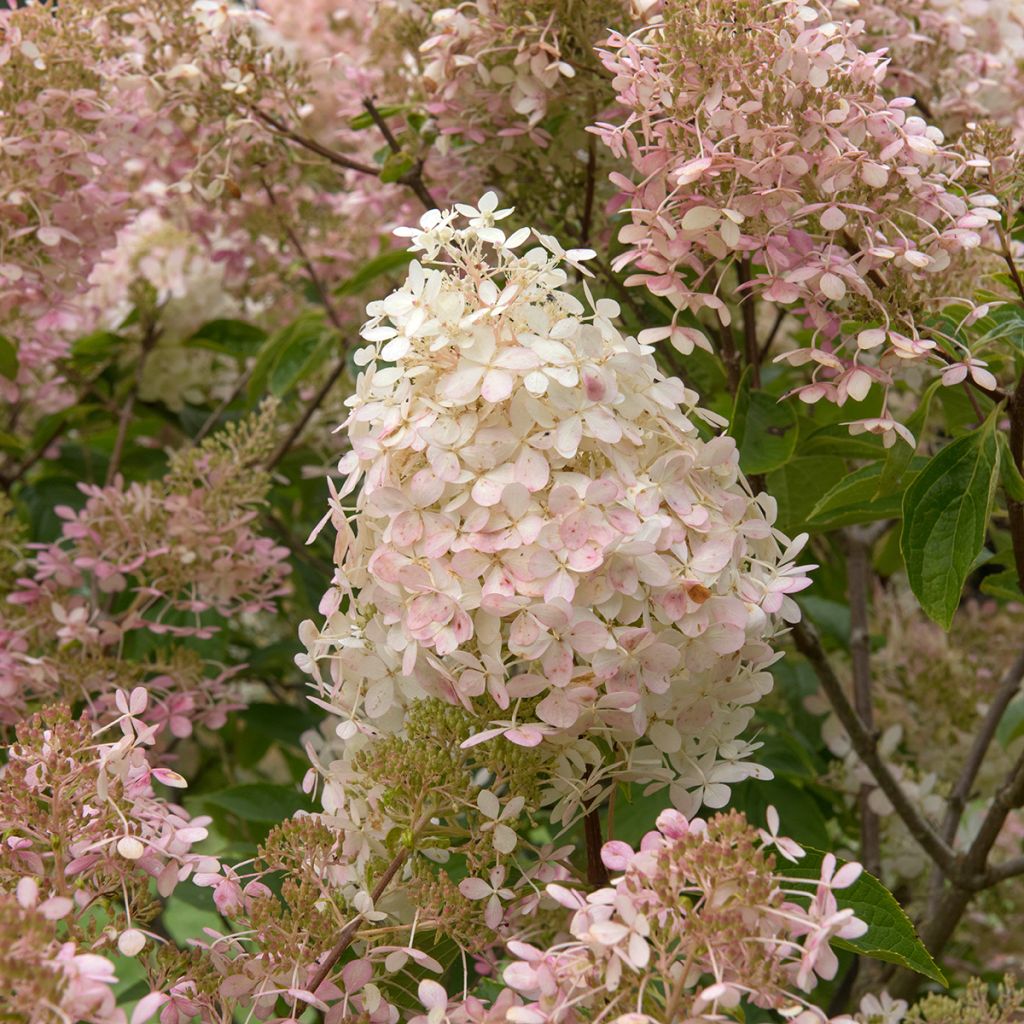 Hydrangea paniculata Pink Diamond - Ortensia paniculata