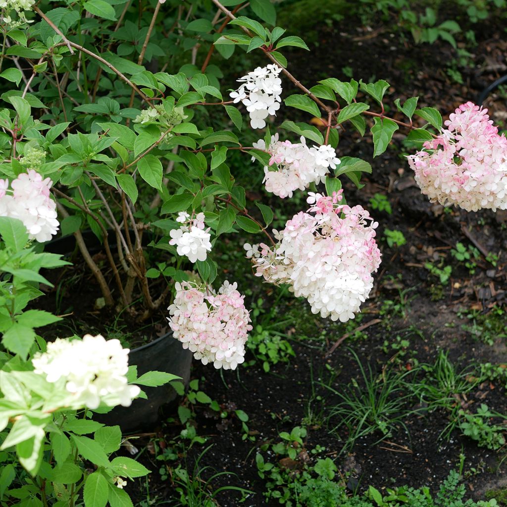Hydrangea paniculata Pink Diamond - Ortensia paniculata