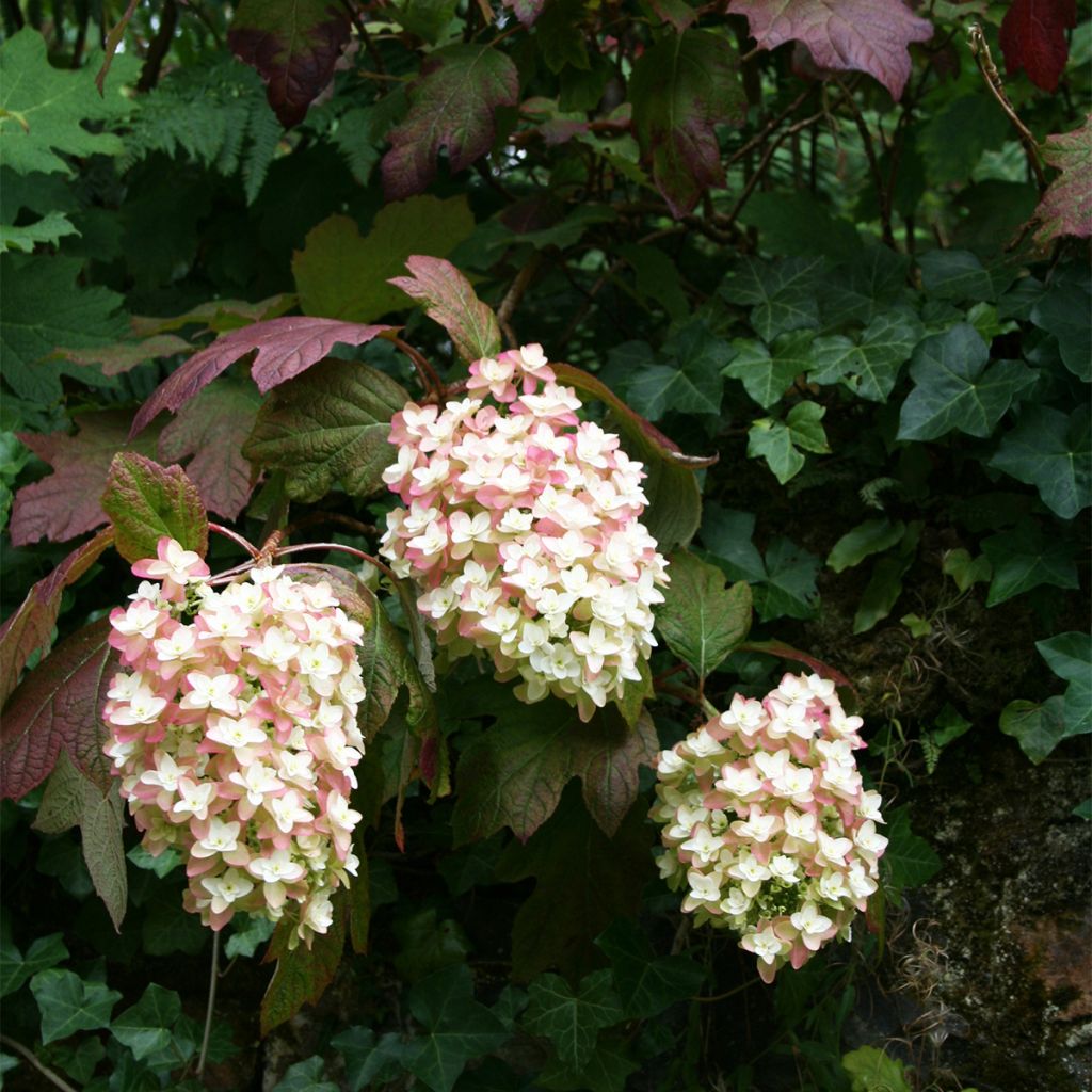 Hydrangea quercifolia Snowflake - Ortensia a foglie di quercia