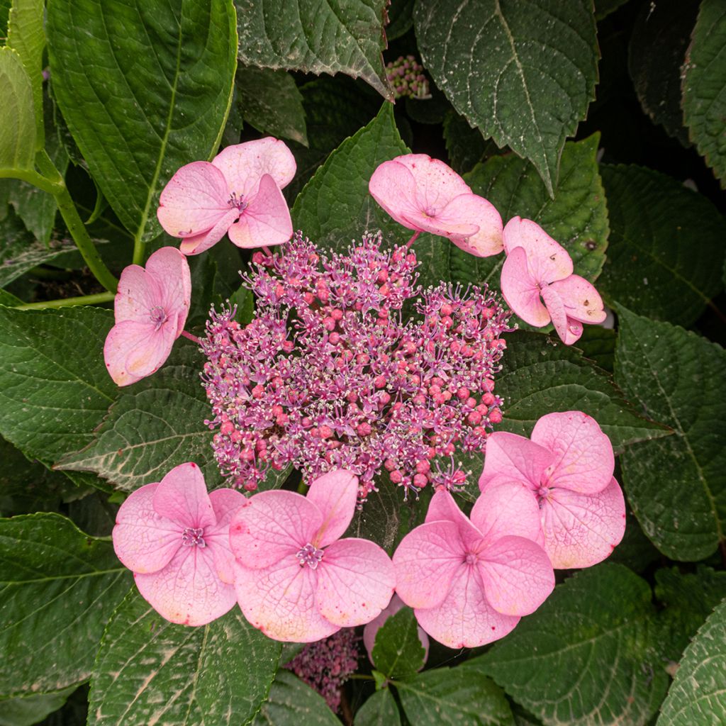 Hydrangea serrata Avelroz - Ortensia