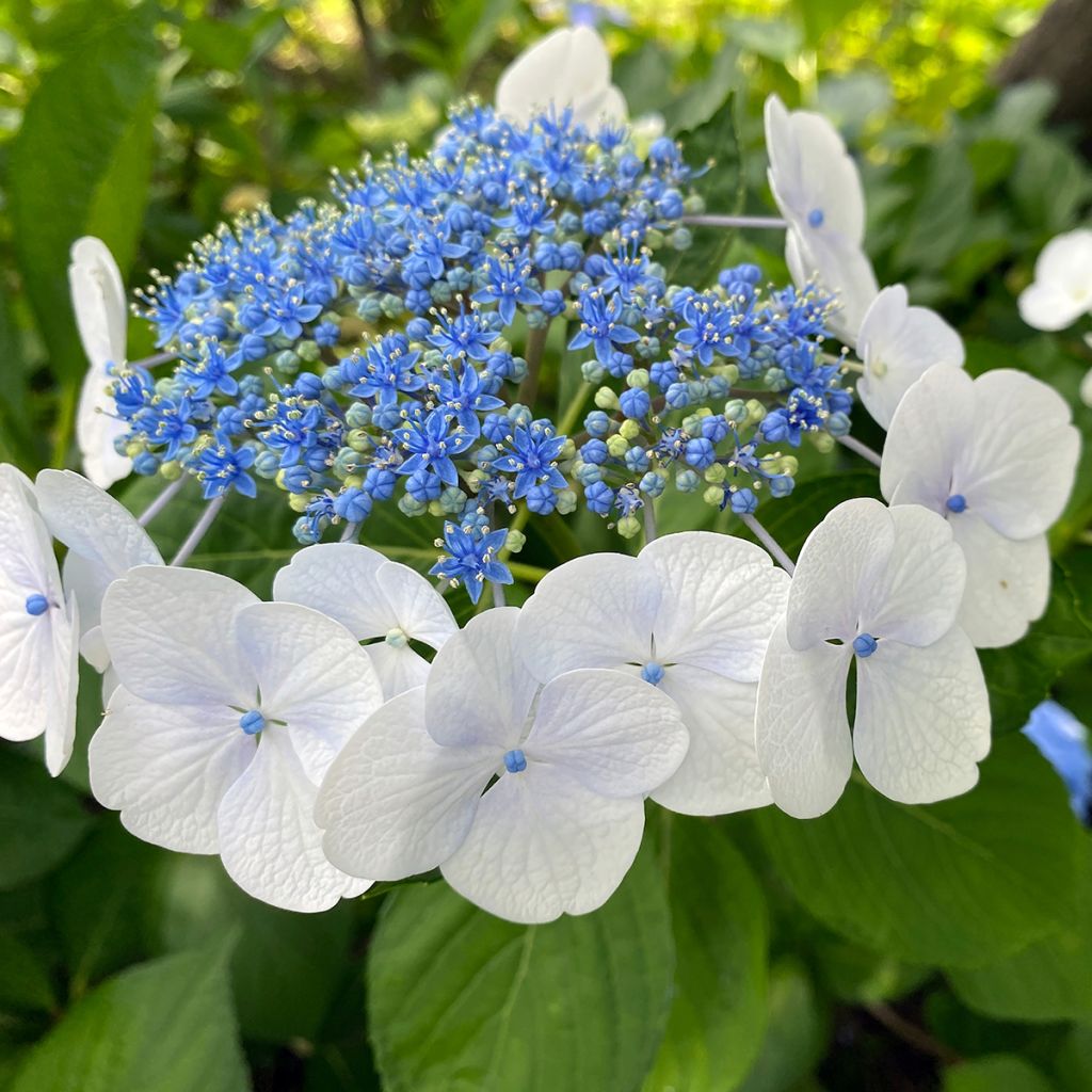 Hydrangea serrata Blue Bird - Ortensia
