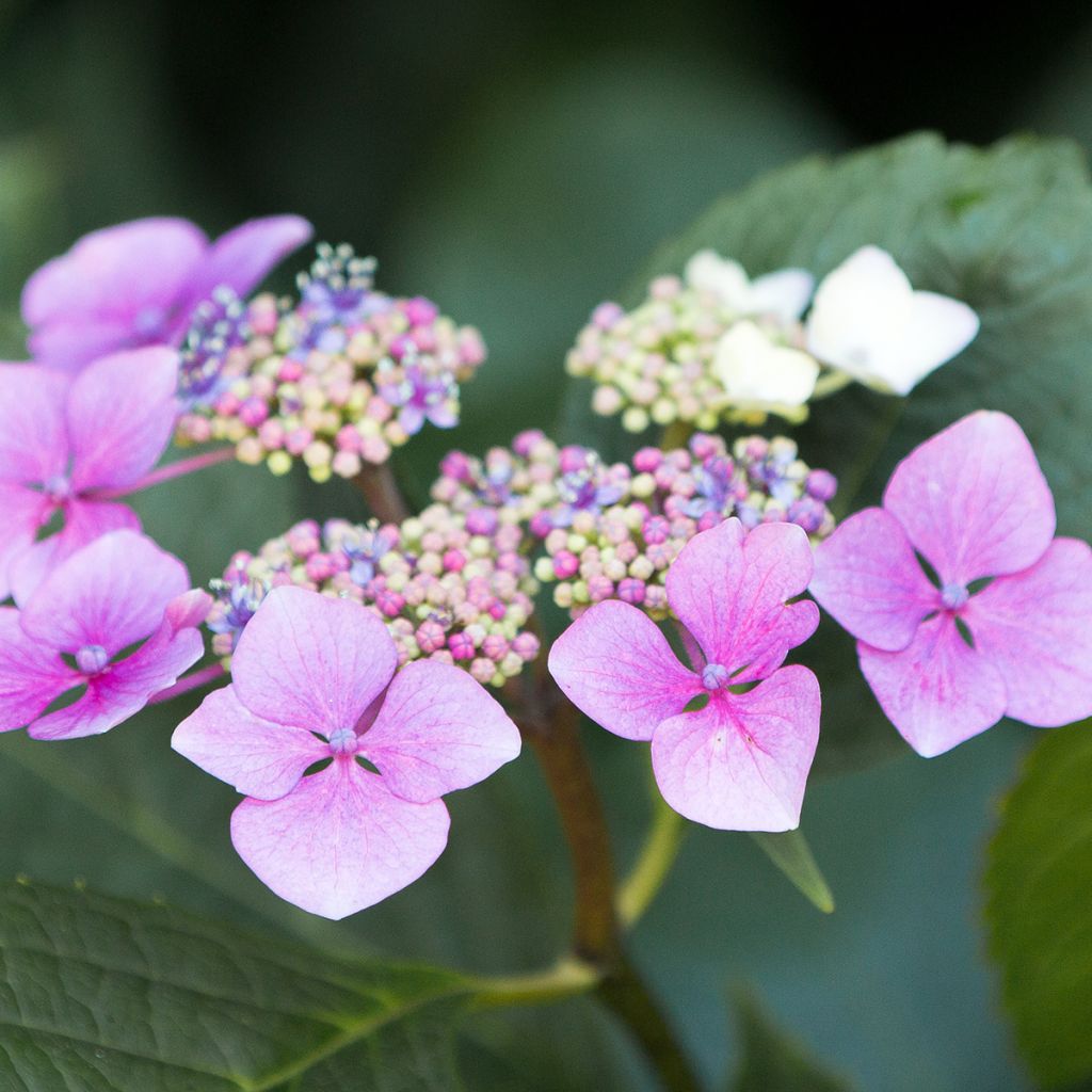 Hydrangea serrata Blue Deckle - Ortensia