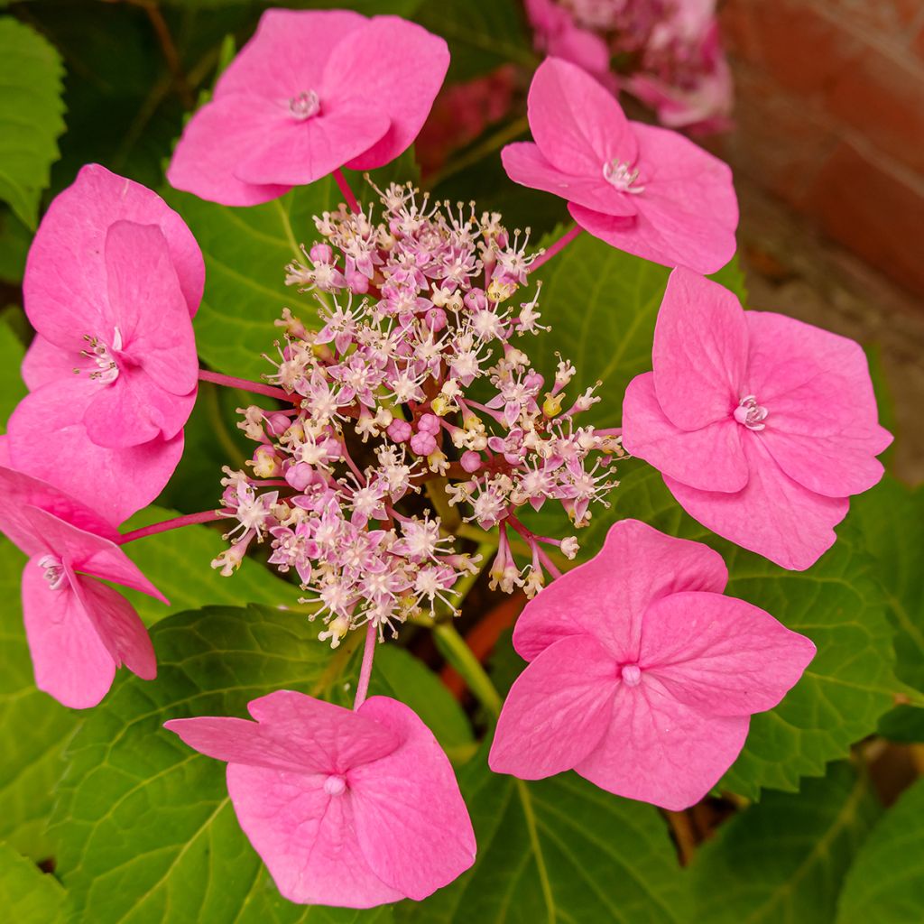 Hydrangea serrata Cotton Candy - Ortensia