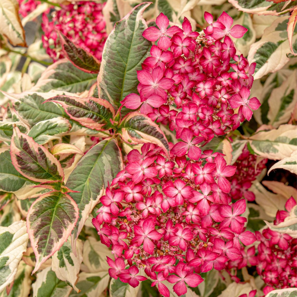 Hydrangea serrata Euphoria Pink - Ortensia