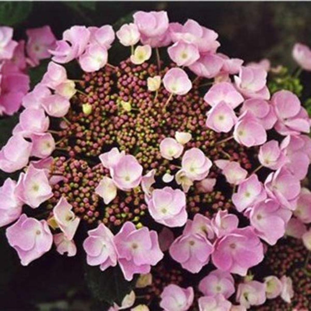 Hydrangea macrophylla Nanping - Ortensia