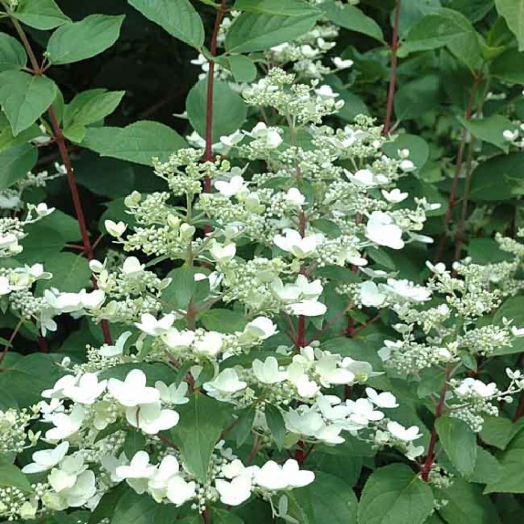 Hydrangea paniculata Wim's red - Ortensia paniculata