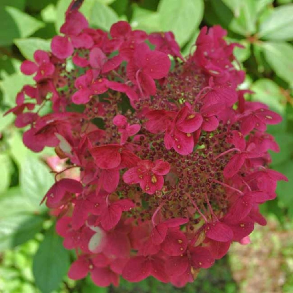 Hydrangea paniculata Wim's red - Ortensia paniculata