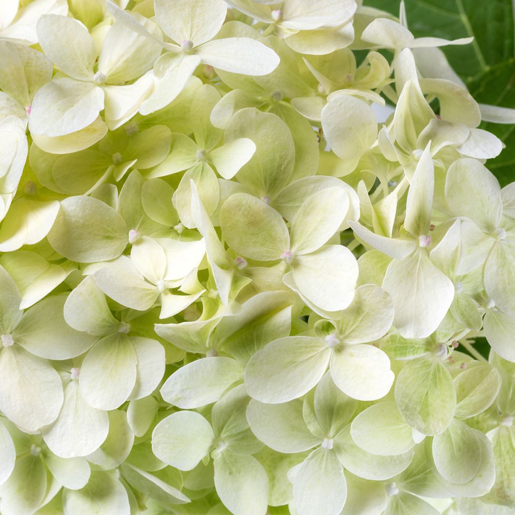 Hydrangea arborescens BellaRagazza Limetta - Ortensia