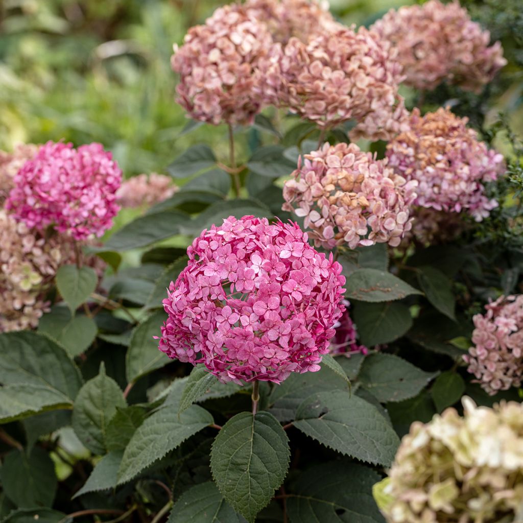 Hydrangea arborescens Candybelle Bubblegum - Ortensia