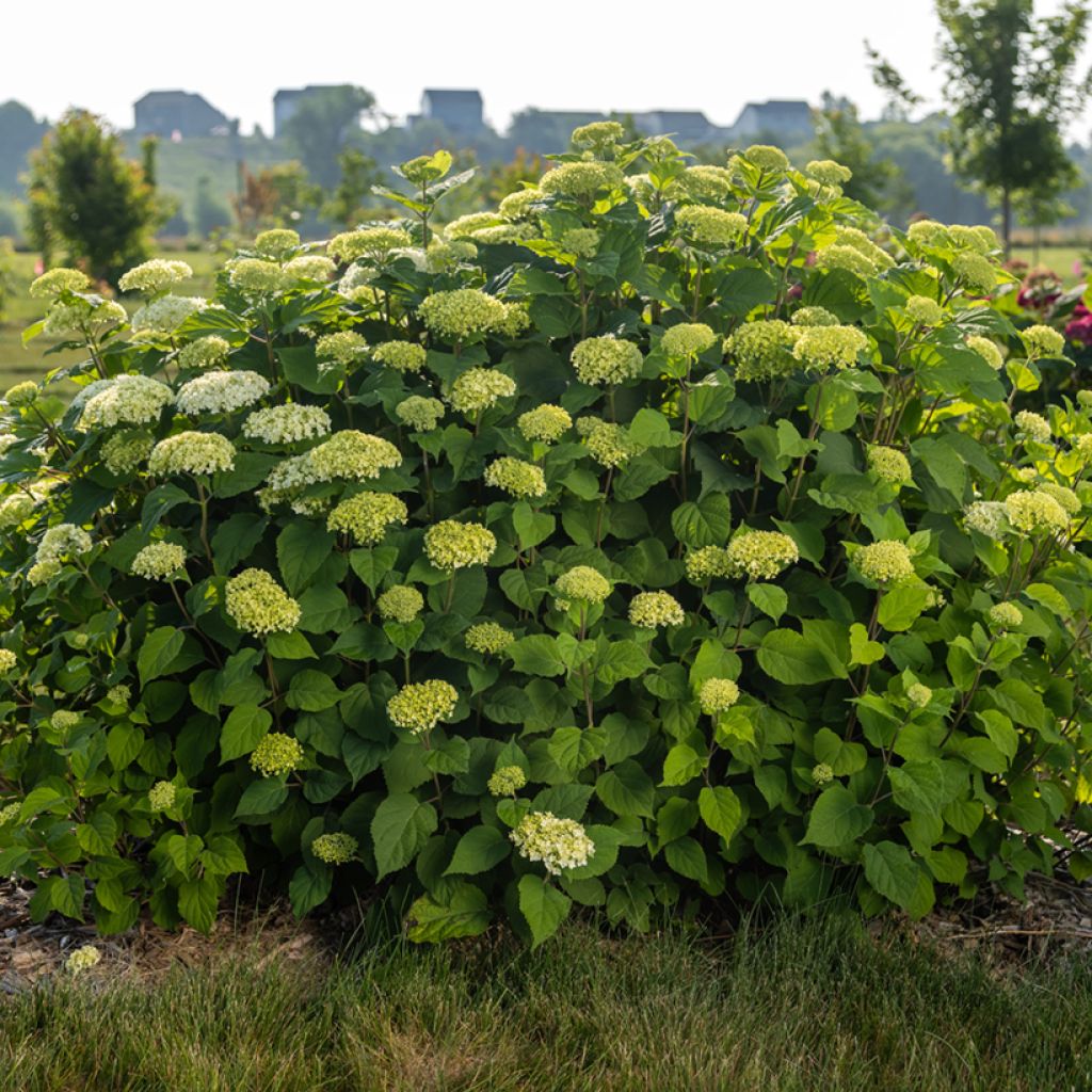 Hydrangea arborescens FlowerWOW - Ortensia