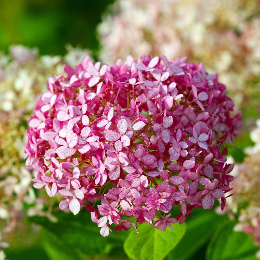 Hydrangea arborescens Pink Annabelle - Ortensia