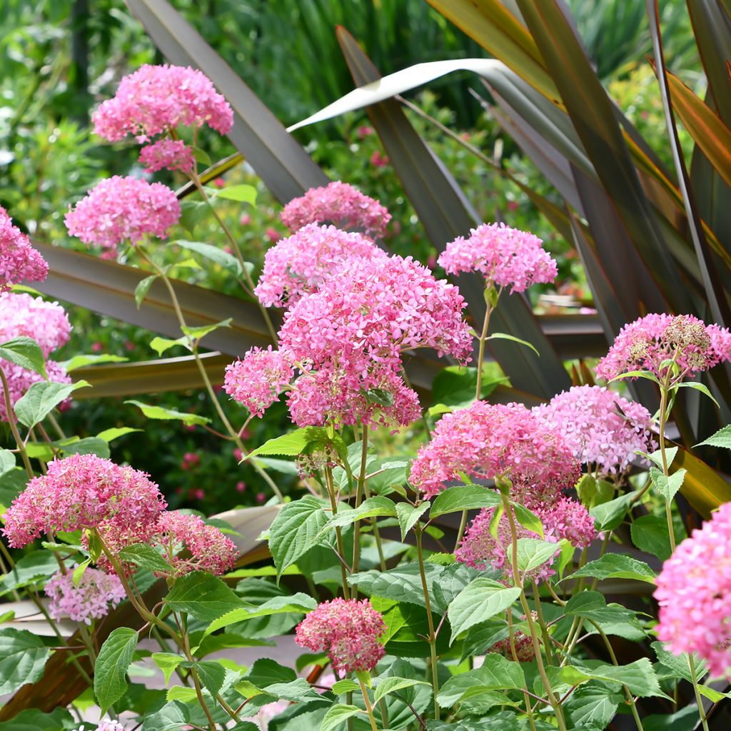 Hydrangea arborescens Pink Annabelle - Ortensia