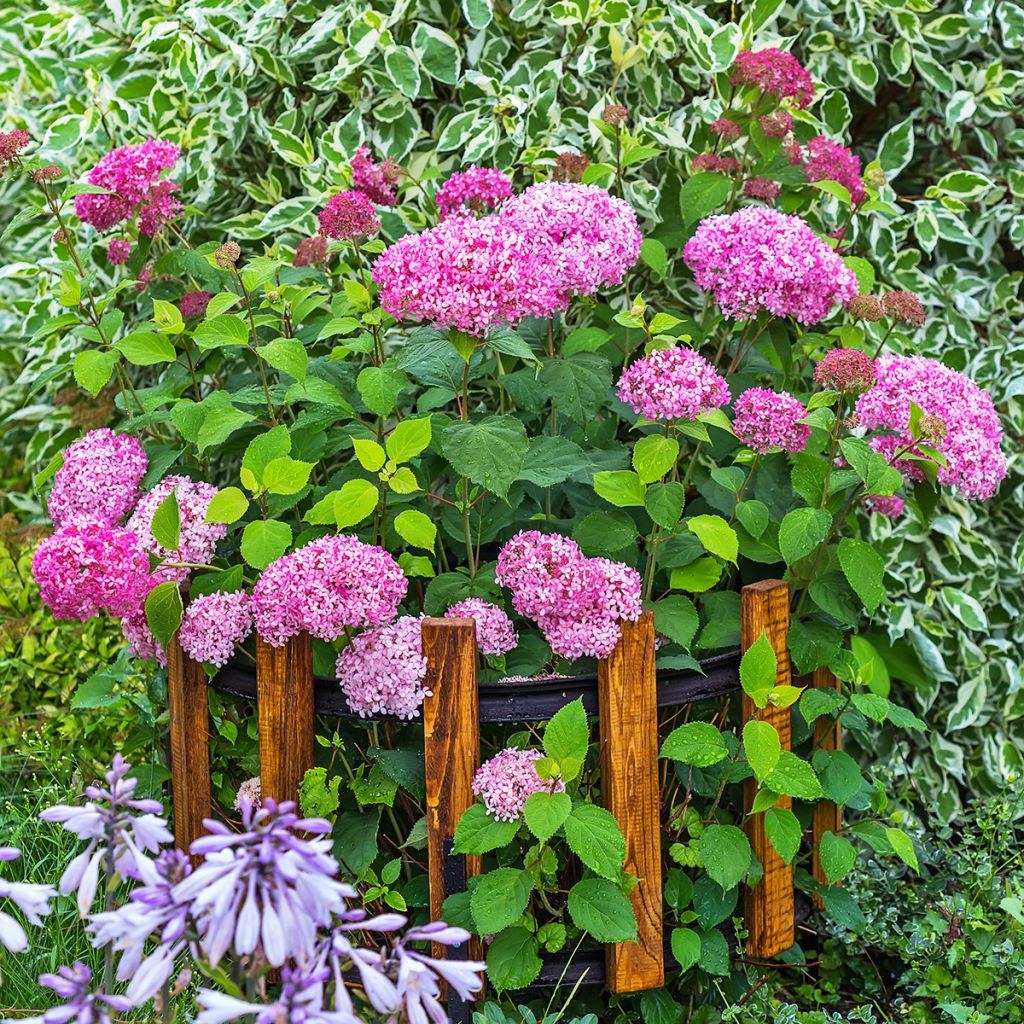 Hydrangea arborescens Pink Annabelle - Ortensia