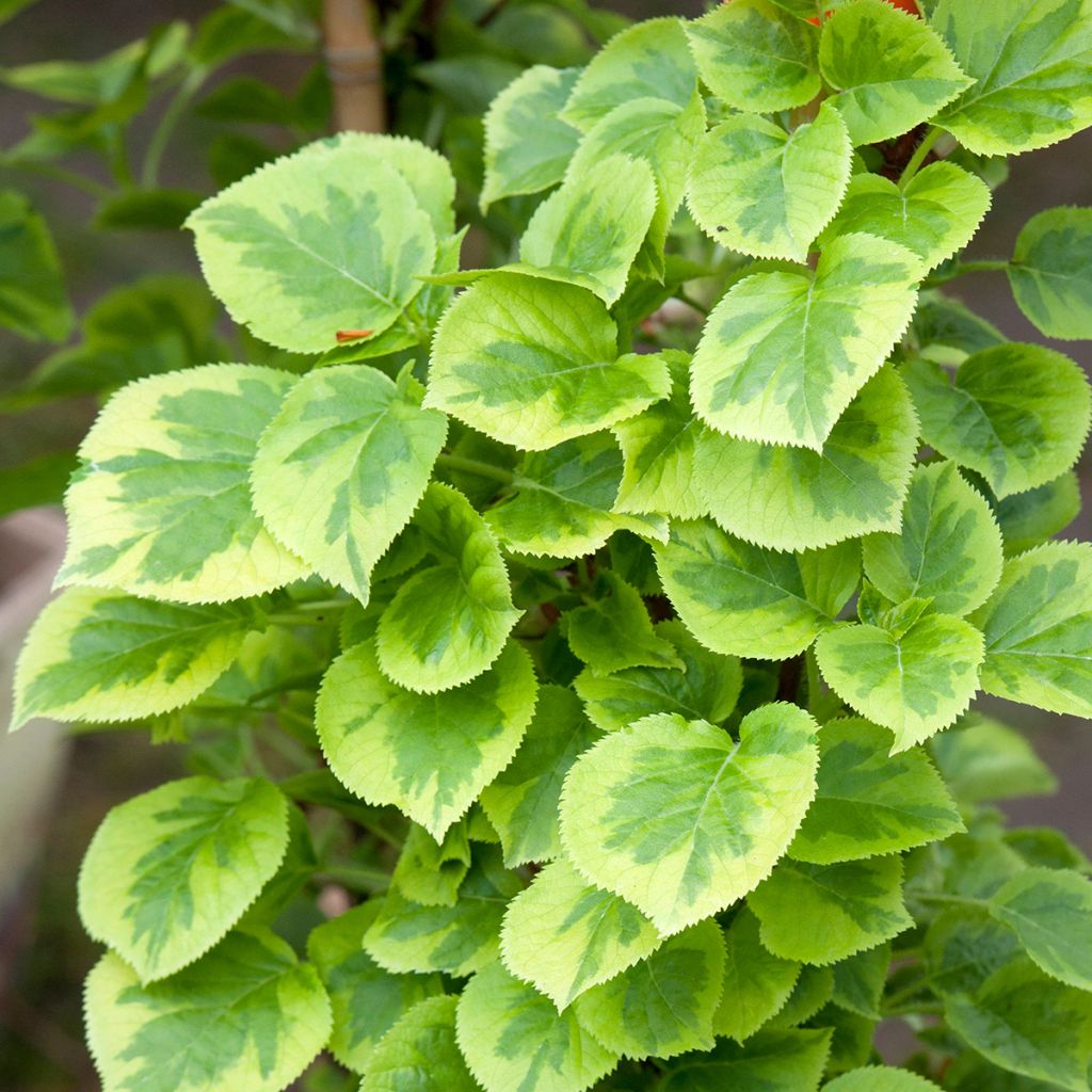Hydrangea anomala subsp. petiolaris Mirranda - Ortensia rampicante