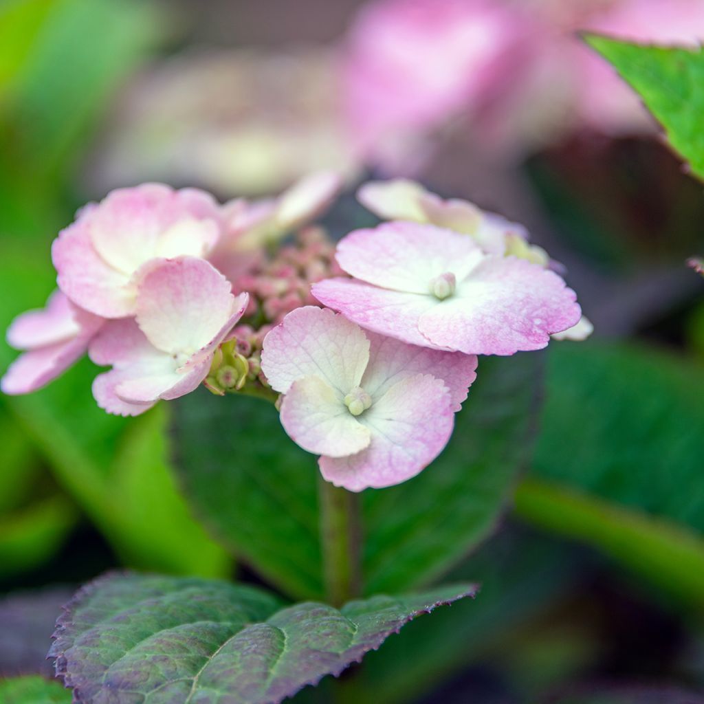 Hydrangea Daredevil - Ortensia