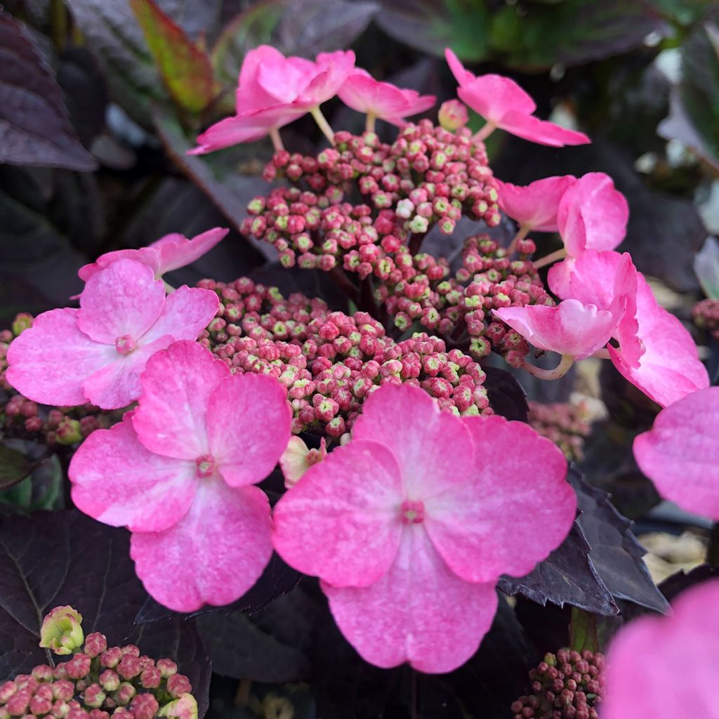Hydrangea Daredevil - Ortensia