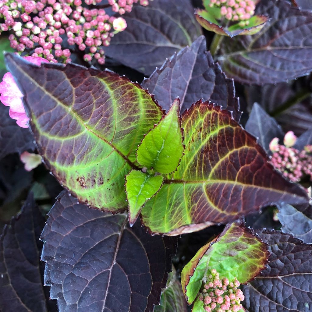 Hydrangea Daredevil - Ortensia