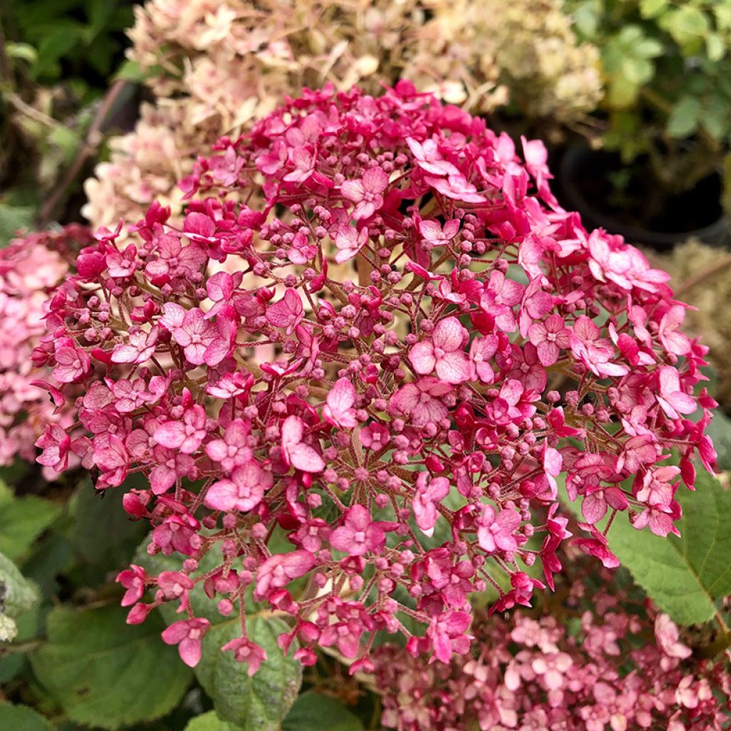 Hydrangea arborescens Sweet Annabelle - Ortensia