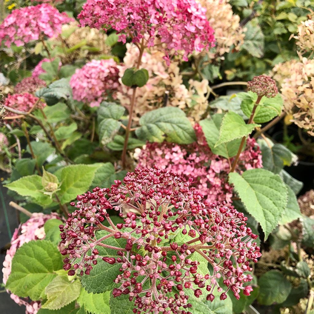 Hydrangea arborescens Sweet Annabelle - Ortensia