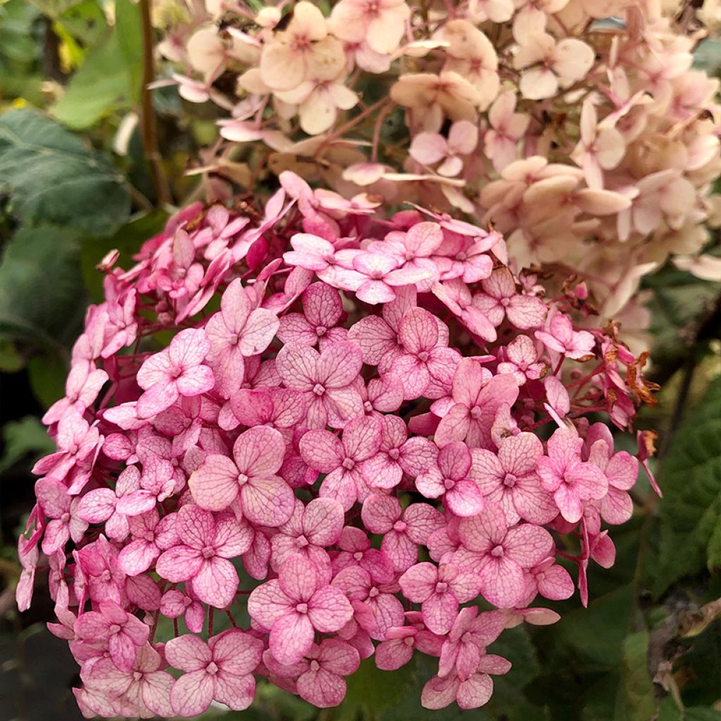 Hydrangea arborescens Sweet Annabelle - Ortensia