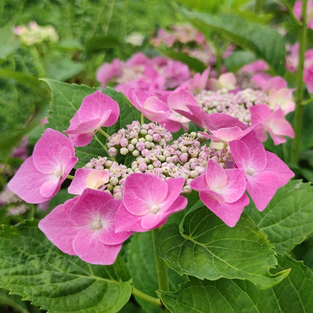 Hydrangea macrophylla Blaumeise - Ortensia