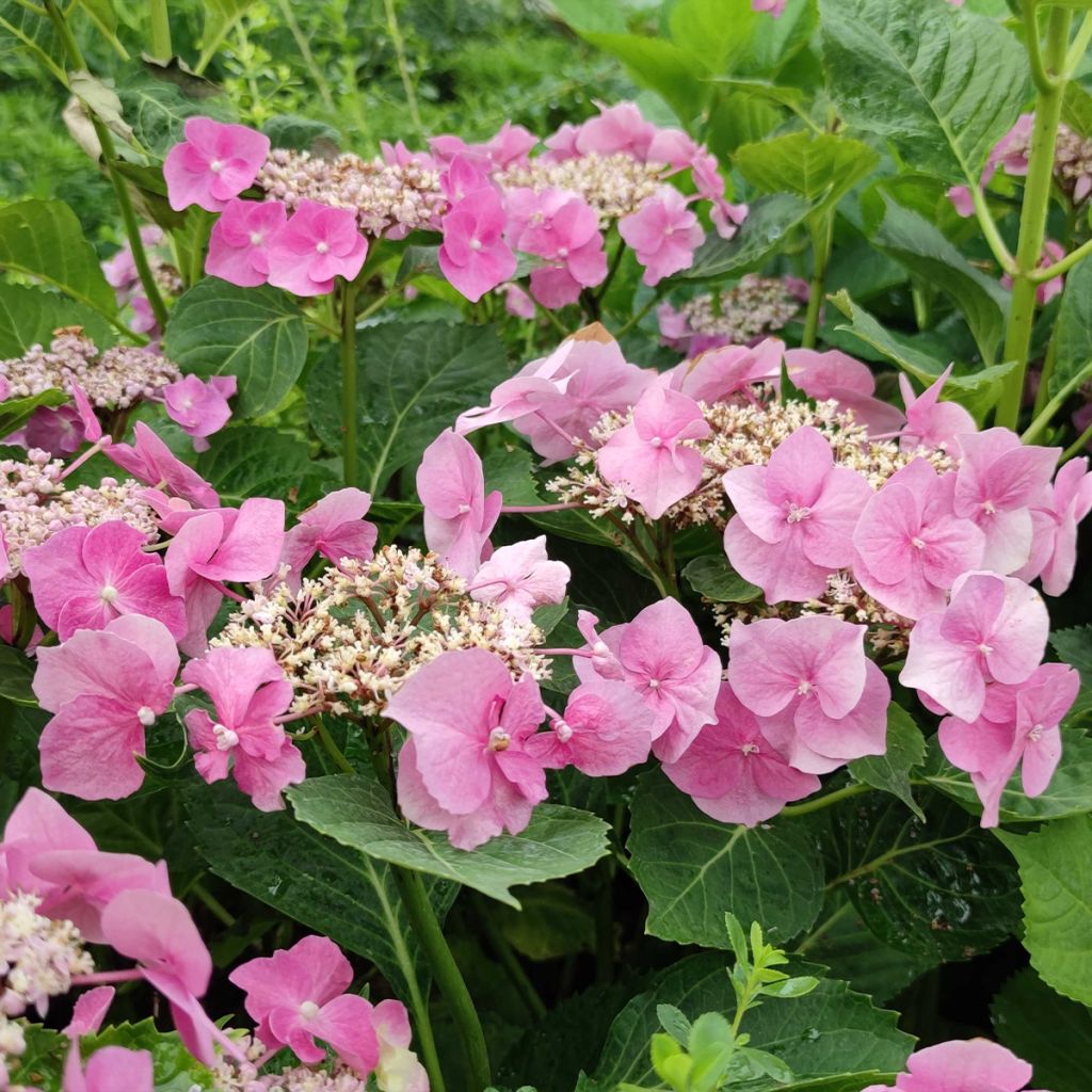 Hydrangea macrophylla Blaumeise - Ortensia