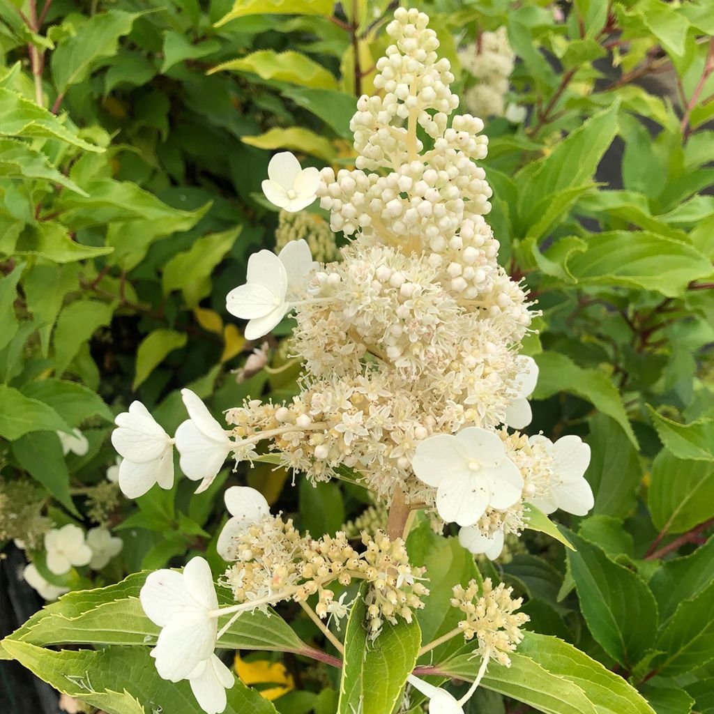 Hydrangea paniculata Kyushu - Ortensia paniculata