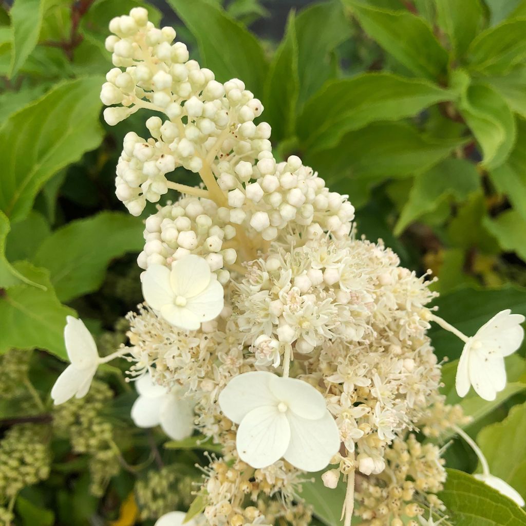 Hydrangea paniculata Kyushu - Ortensia paniculata