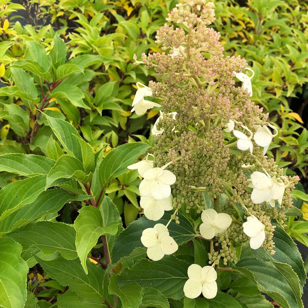Hydrangea paniculata Kyushu - Ortensia paniculata