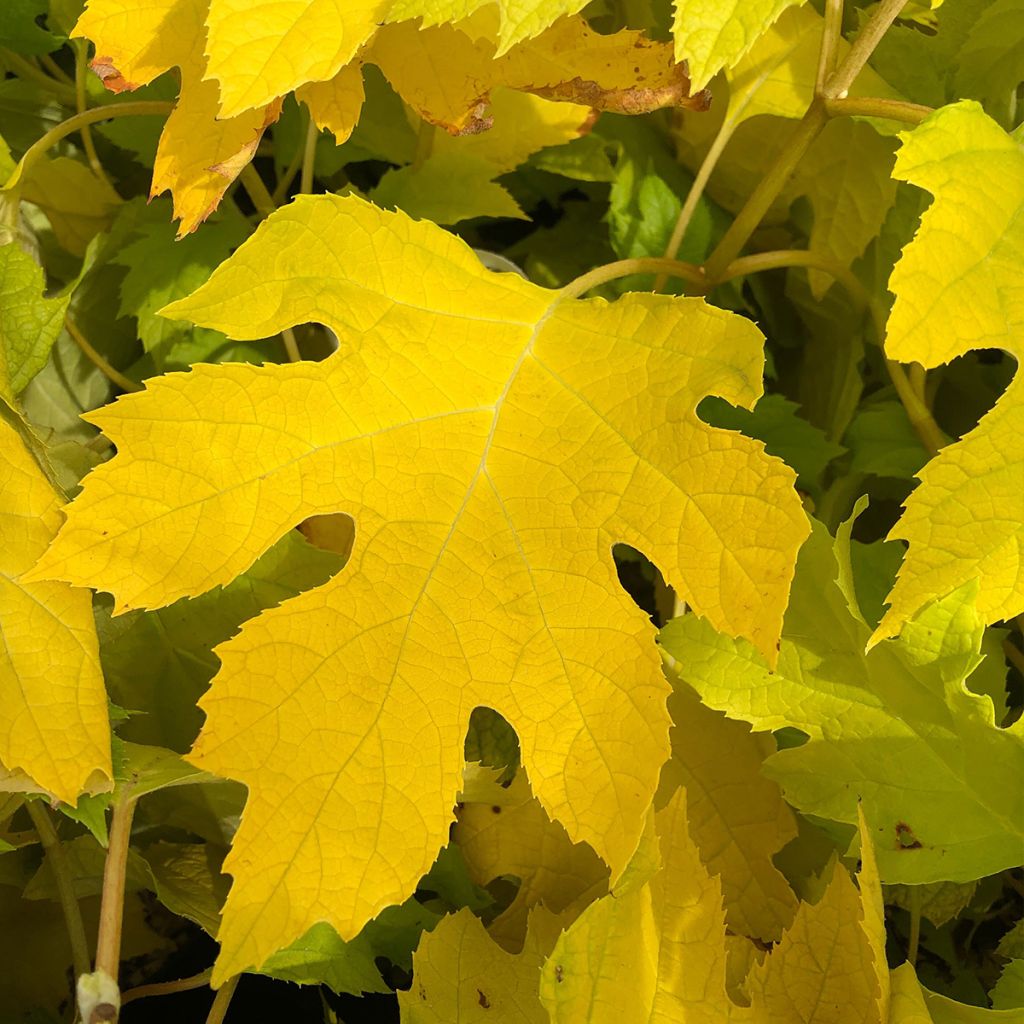 Hydrangea quercifolia Little Honey - Ortensia a foglie di quercia