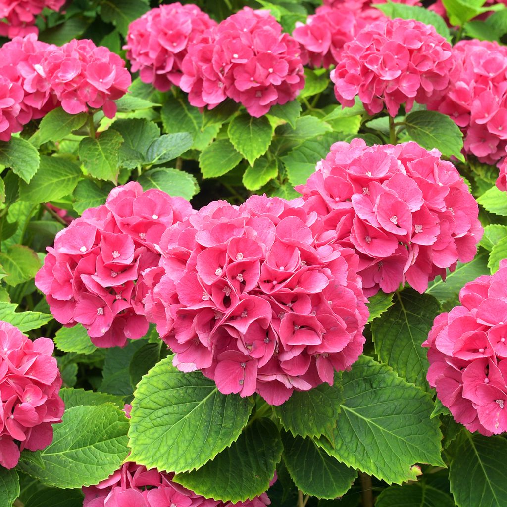 Hydrangea macrophylla Alpenglühen - Ortensia