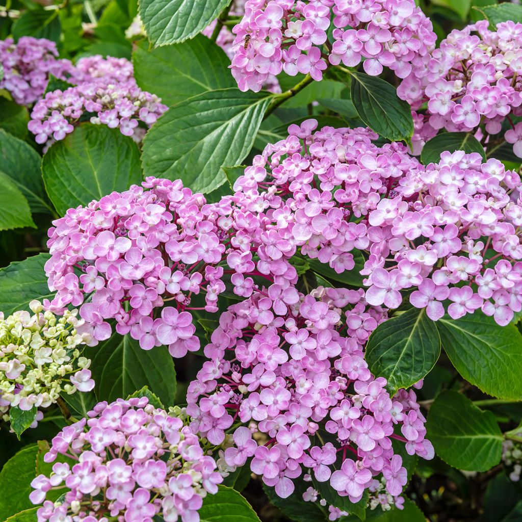 Hydrangea macrophylla Ayesha - Ortensia