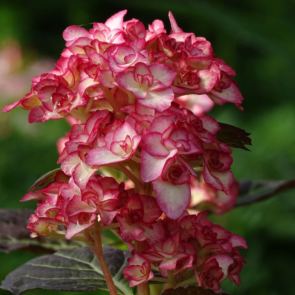 Hydrangea macrophylla Miss Saori - Ortensia
