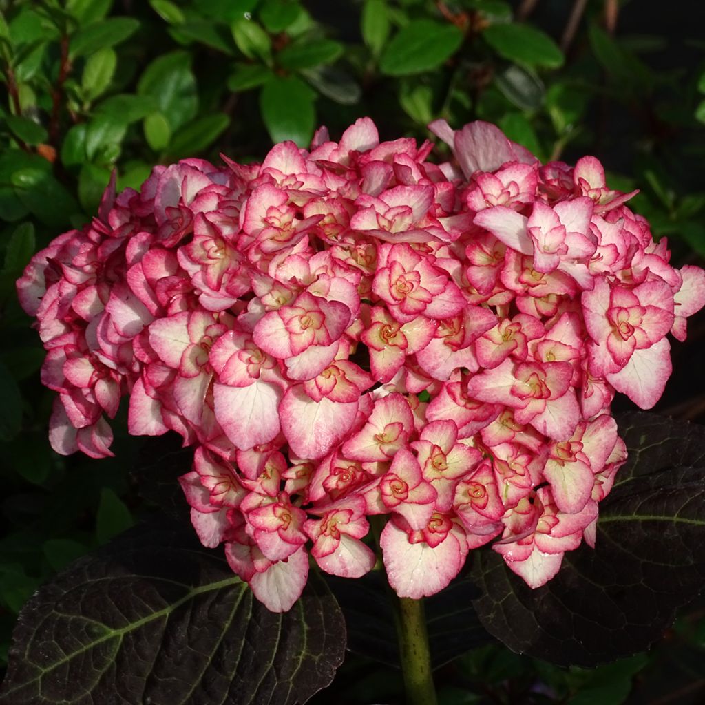Hydrangea macrophylla Miss Saori - Ortensia