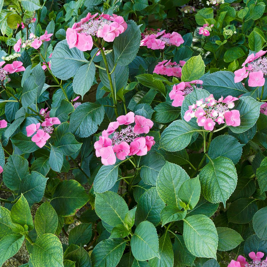 Hydrangea macrophylla Teller Red - Ortensia