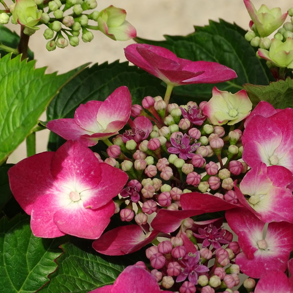Hydrangea macrophylla Teller Red - Ortensia