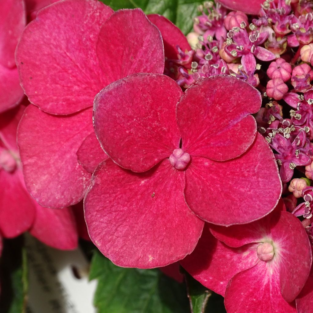 Hydrangea macrophylla Teller Red - Ortensia