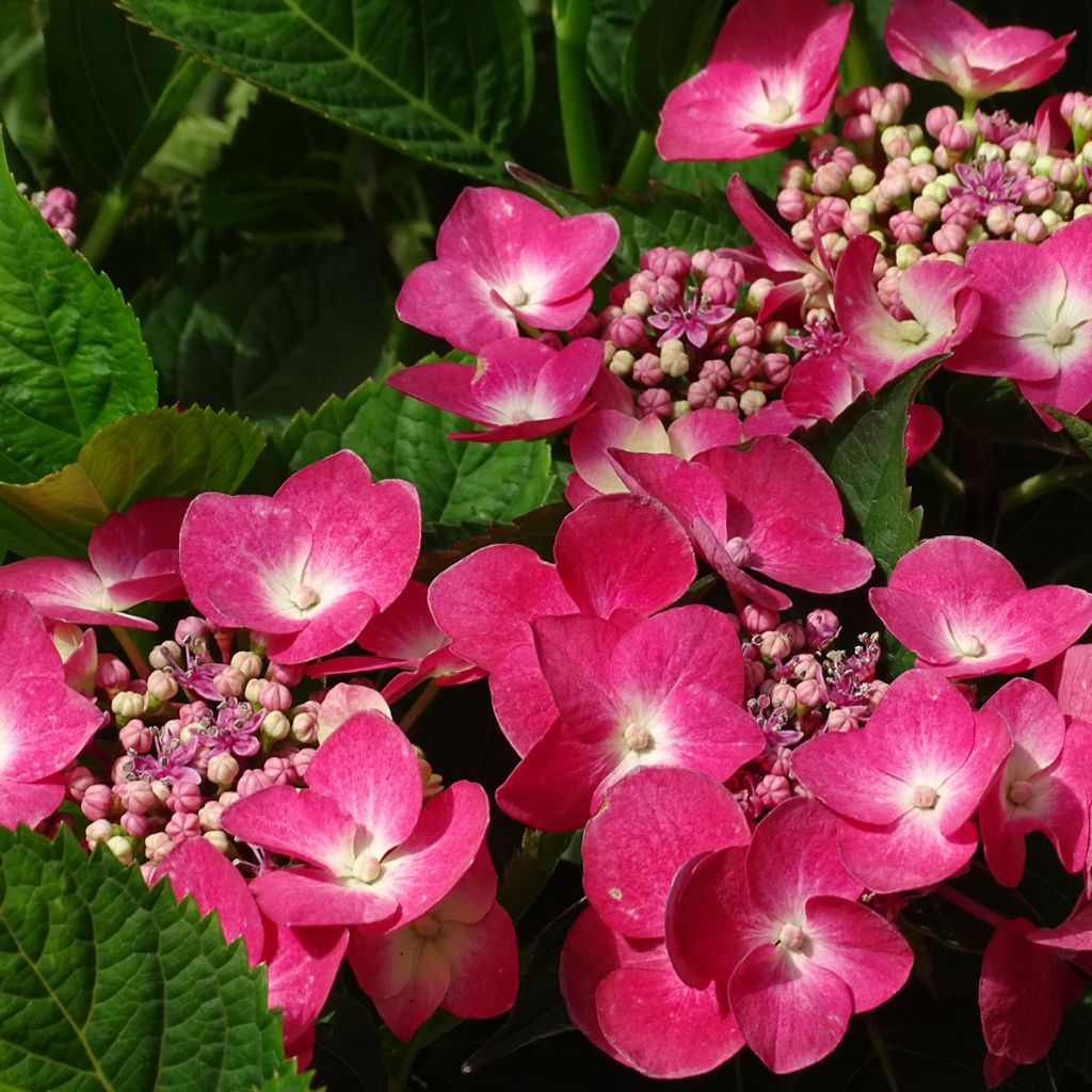 Hydrangea macrophylla Teller Red - Ortensia