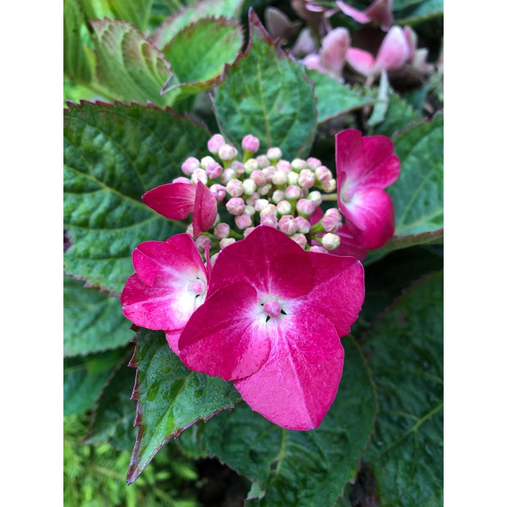 Hydrangea macrophylla Teller Red - Ortensia