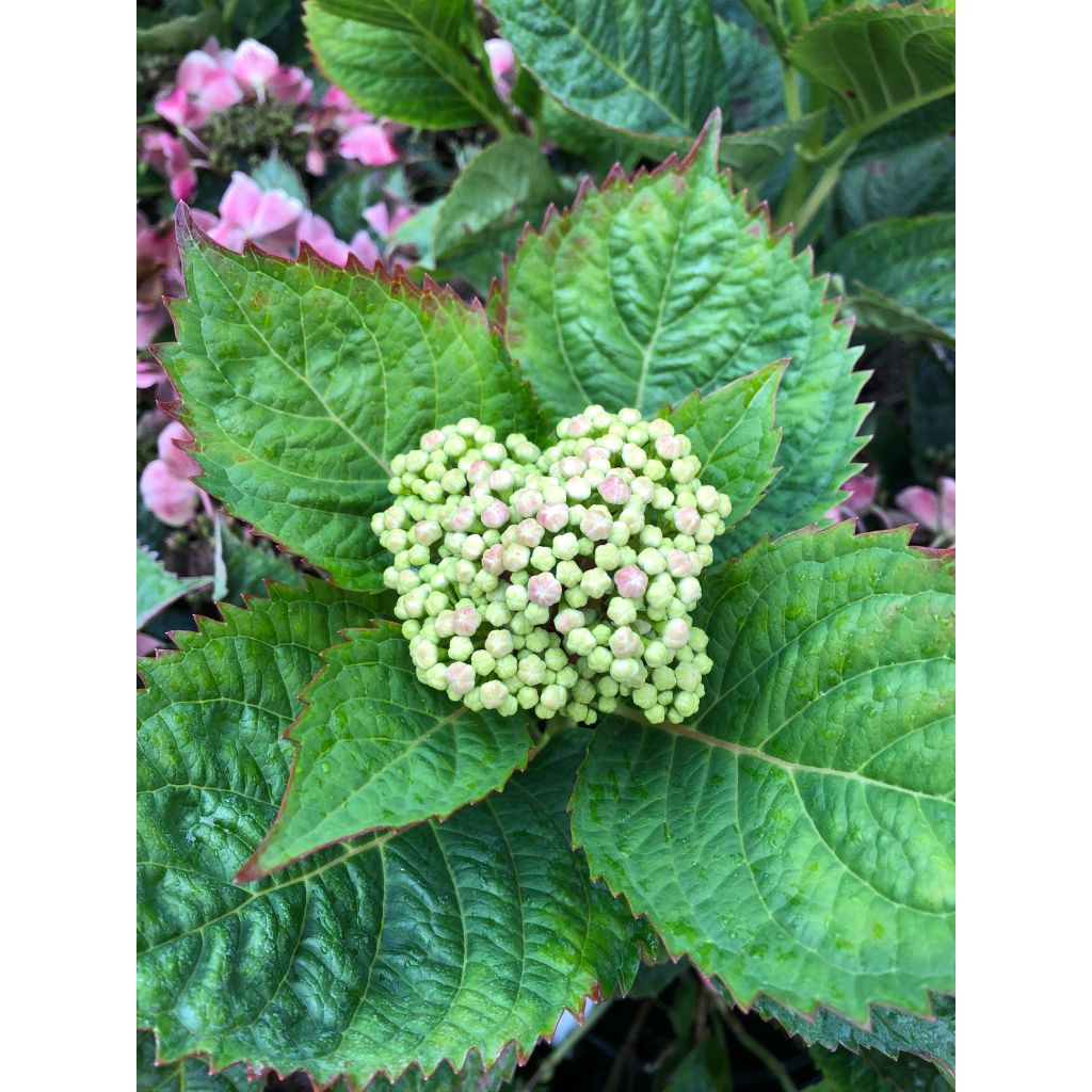 Hydrangea macrophylla Teller Red - Ortensia
