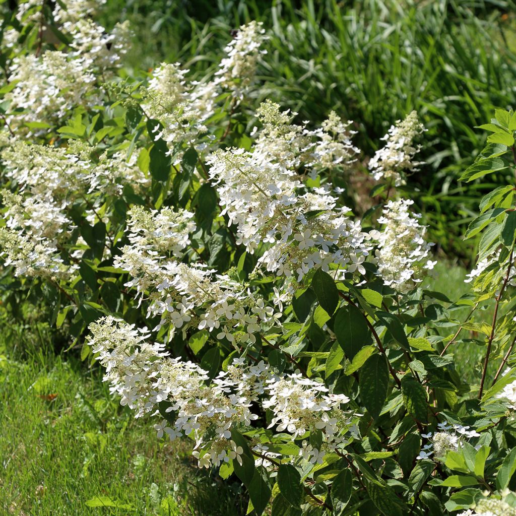 Hydrangea paniculata Tardiva - Ortensia paniculata