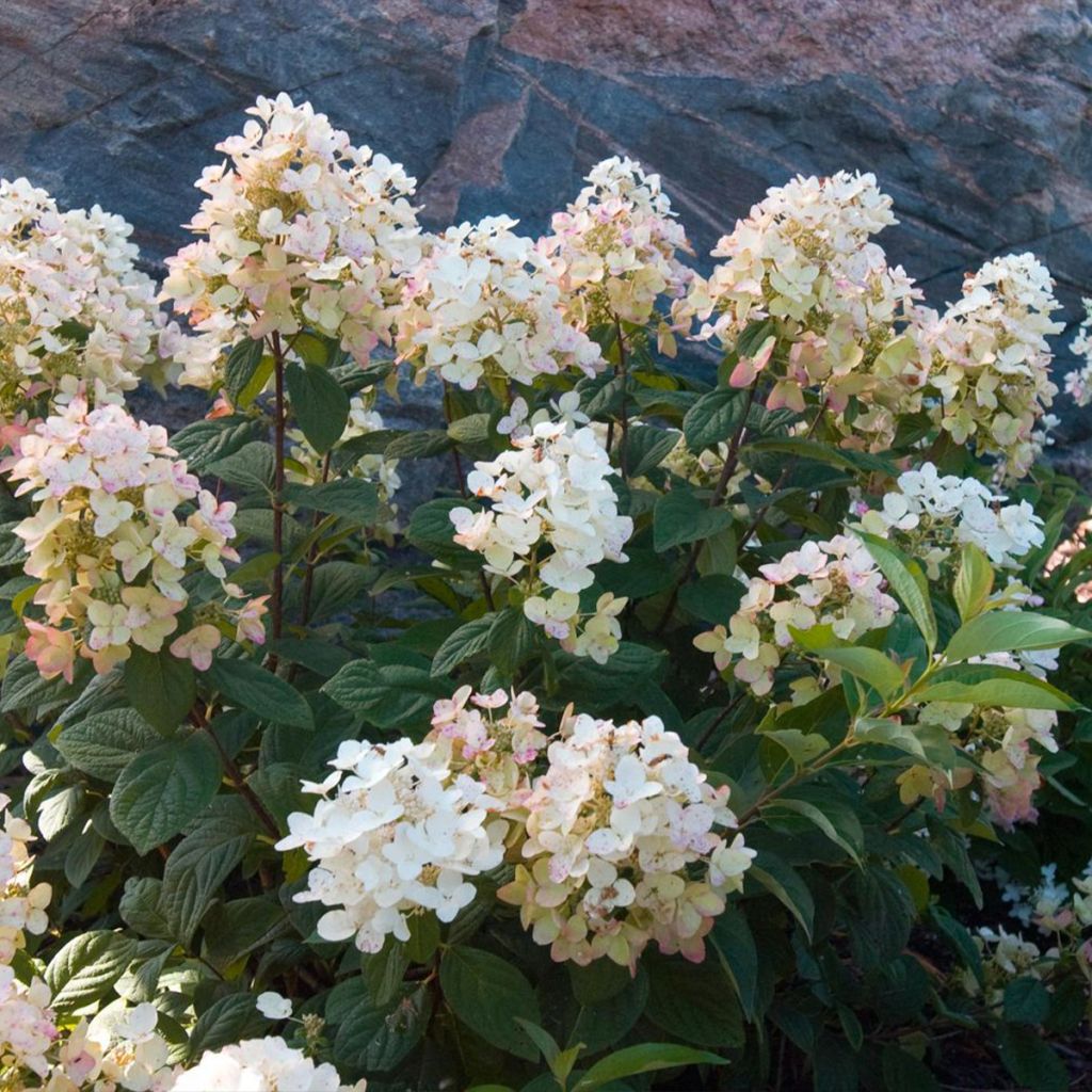Hydrangea paniculata Tickled Pink - Ortensia paniculata