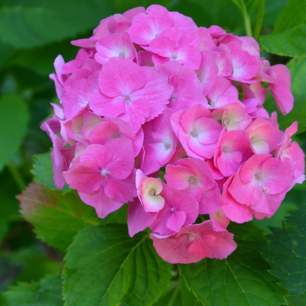 Hydrangea macrophylla Berlin - Ortensia