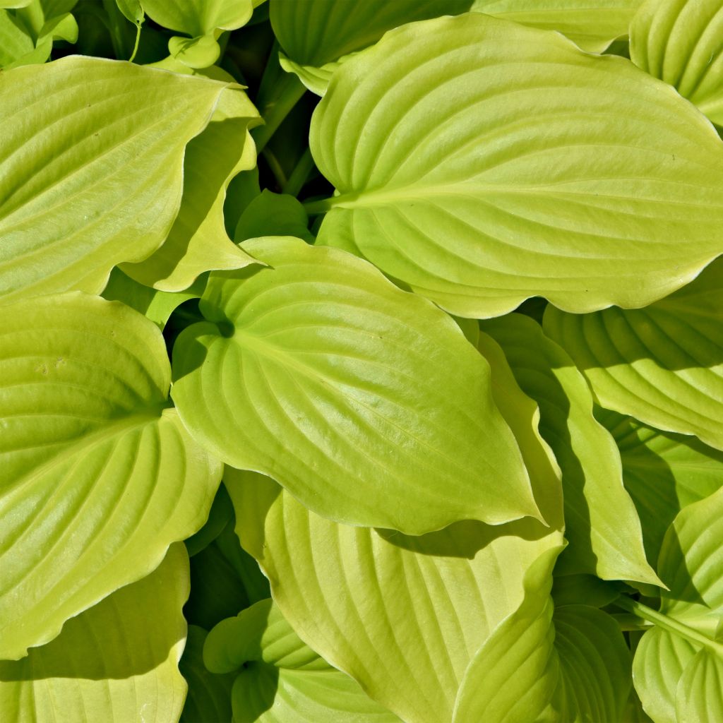 Hosta August Moon