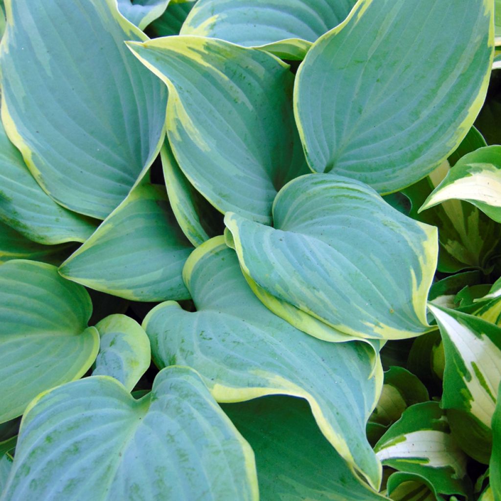 Hosta Blue Flame
