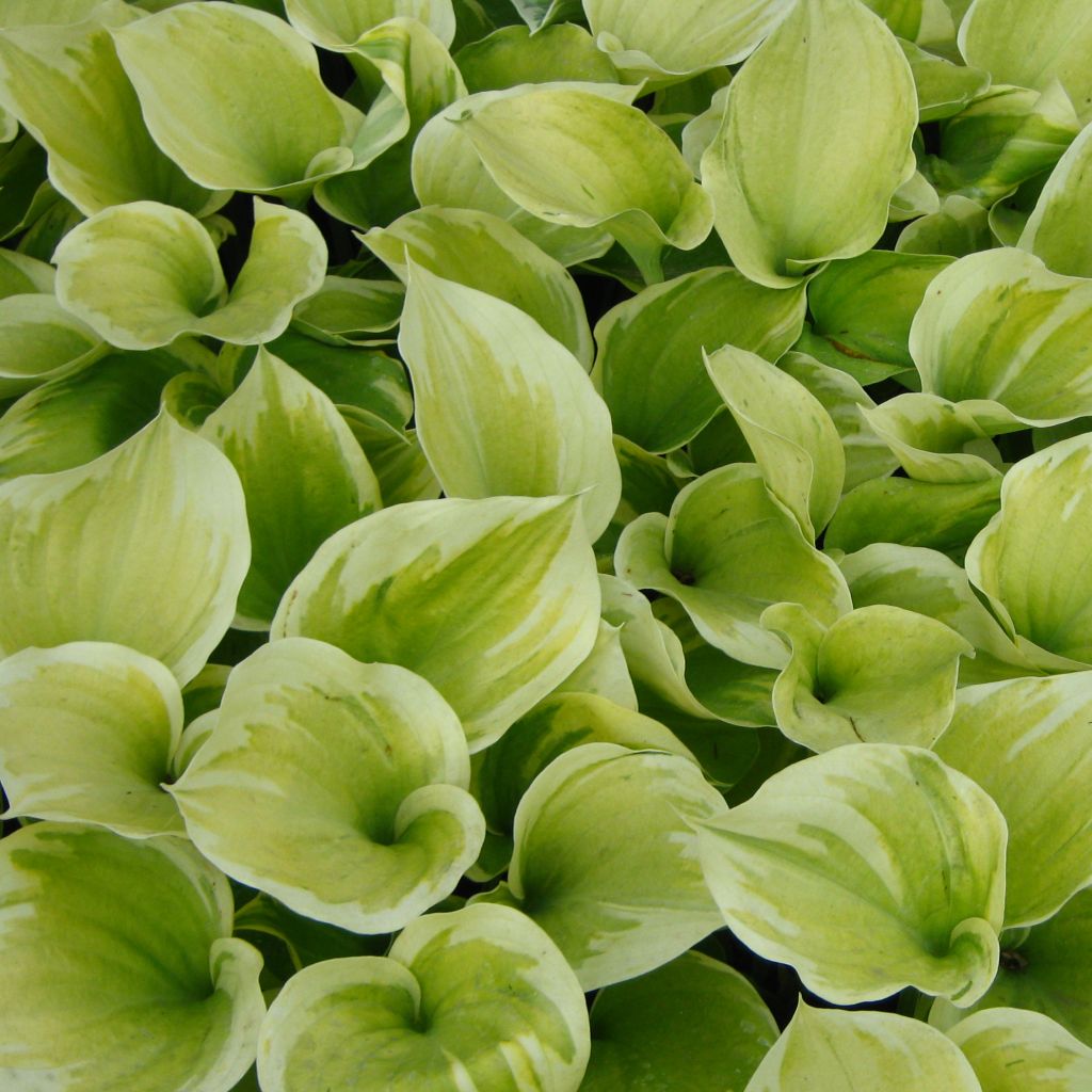 Hosta Liberty
