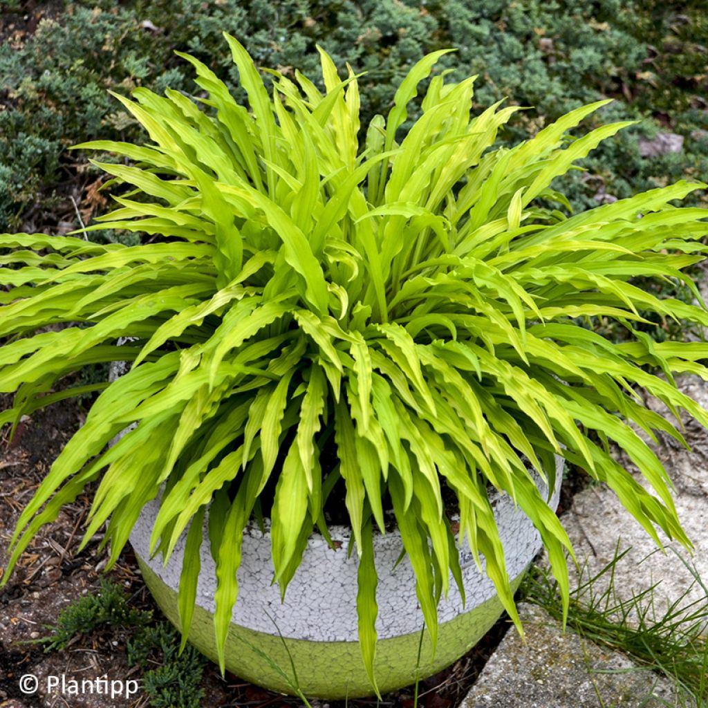Hosta Party Streamers