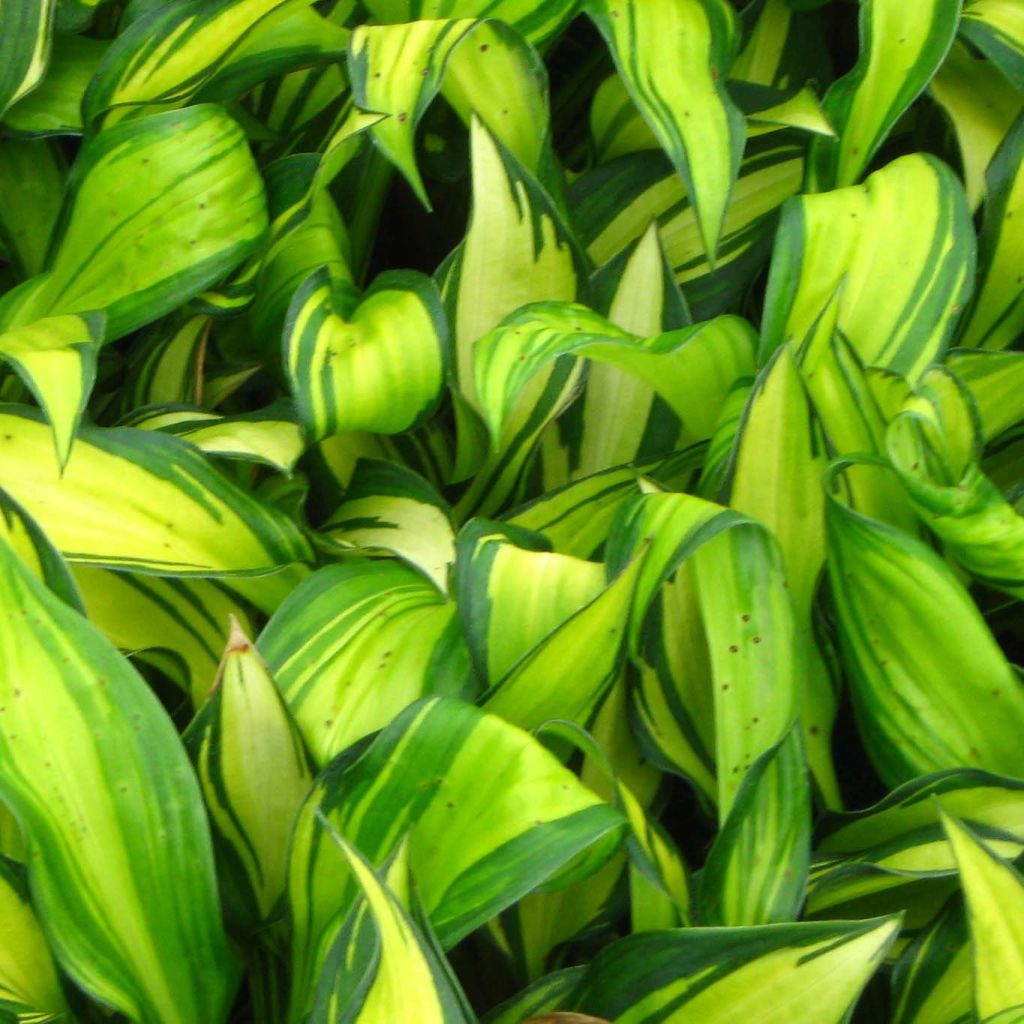 Hosta Rainbows End