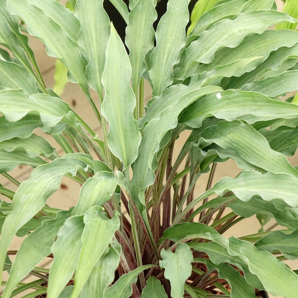 Hosta Silly String