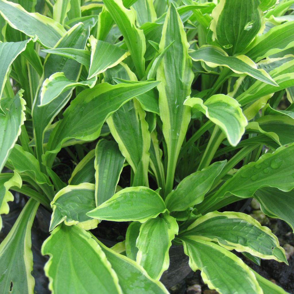 Hosta Stiletto